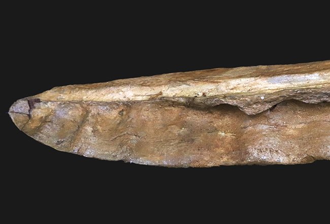 新オーナー募集！２００４年の東京のショーで発表された希少なオールドコレクション！オフタルモサウルス科白亜紀最後期の魚竜、プラティプテリギウス（Platypterygius）の下顎化石（その9）