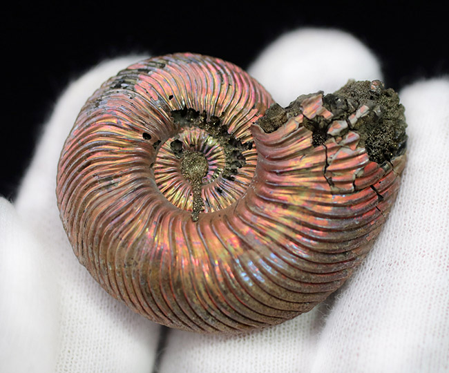 金色の遊色を楽しめる個性的な化石、約1億6000万年前の