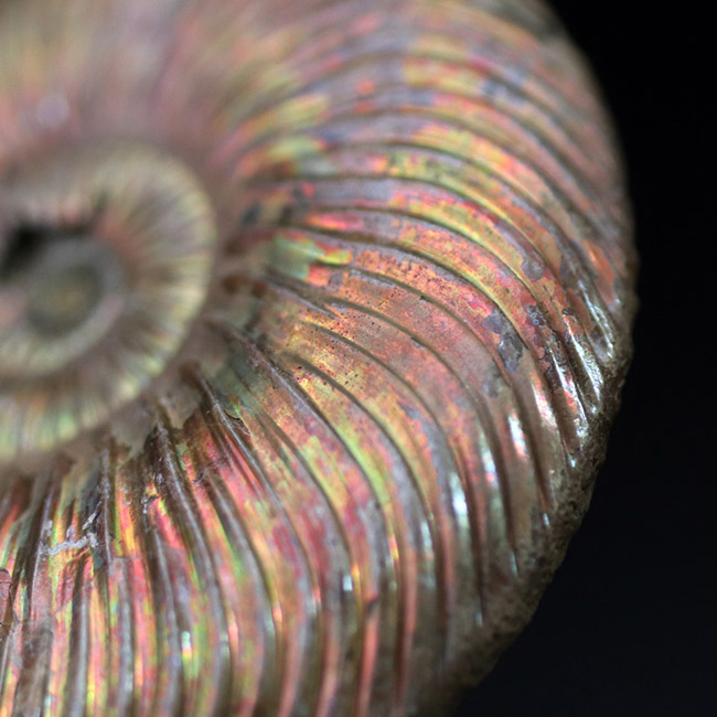 金色の遊色を楽しめる個性的な化石、約1億6000万年前の