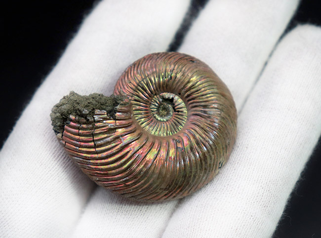 アンモナイト [AM356] クエンステッドトセラス アンモナイト [AM356