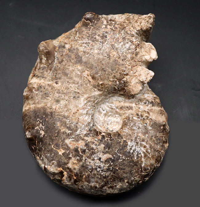 殻を覆う突起が特徴的なモロッコ産アンモナイト、メナビテス（Menabites）の化石（その1）