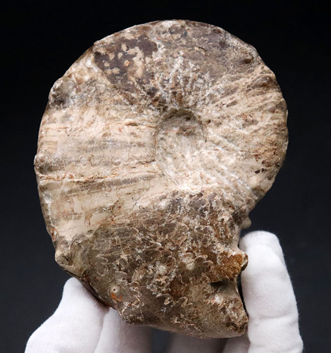 殻を覆う突起が特徴的なモロッコ産アンモナイト、メナビテス（Menabites）の化石（その2）