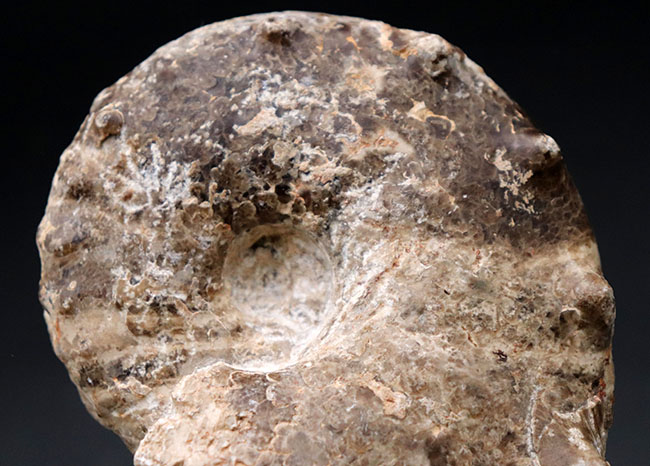 殻を覆う突起が特徴的なモロッコ産アンモナイト、メナビテス（Menabites）の化石（その3）