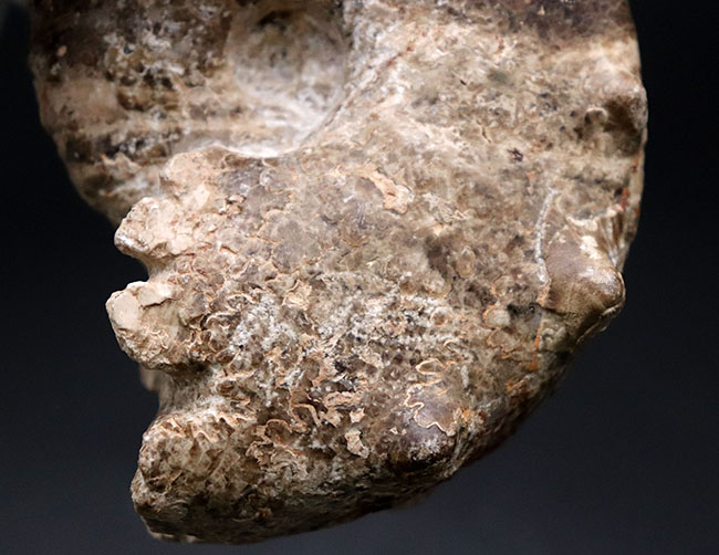 殻を覆う突起が特徴的なモロッコ産アンモナイト、メナビテス（Menabites）の化石（その4）