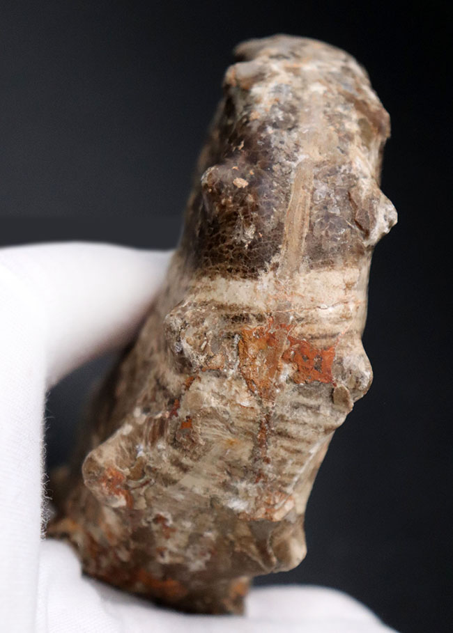 殻を覆う突起が特徴的なモロッコ産アンモナイト、メナビテス（Menabites）の化石（その5）