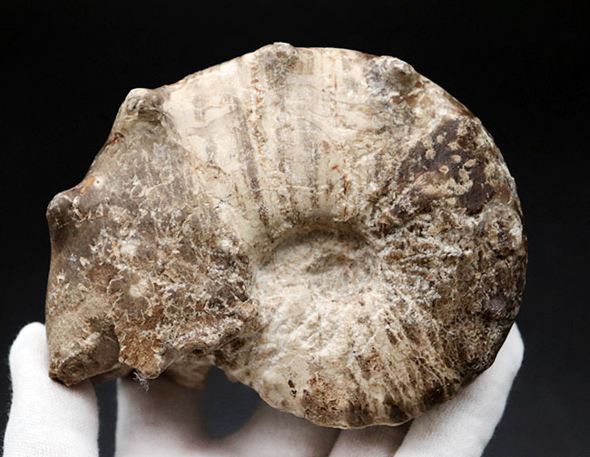 殻を覆う突起が特徴的なモロッコ産アンモナイト、メナビテス（Menabites）の化石（その6）