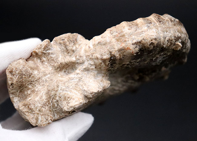 殻を覆う突起が特徴的なモロッコ産アンモナイト、メナビテス（Menabites）の化石（その7）