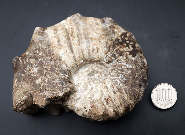 殻を覆う突起が特徴的なモロッコ産アンモナイト、メナビテス（Menabites）の化石（その8）