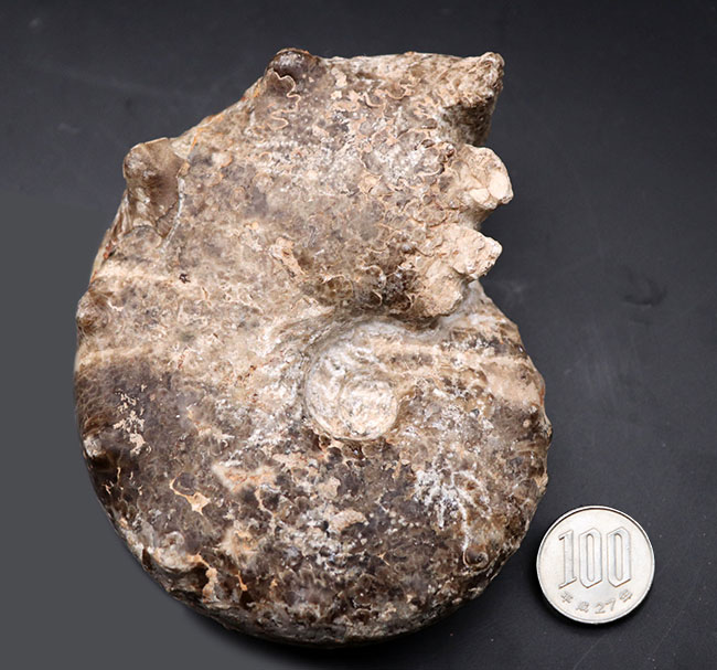 殻を覆う突起が特徴的なモロッコ産アンモナイト、メナビテス（Menabites）の化石（その9）