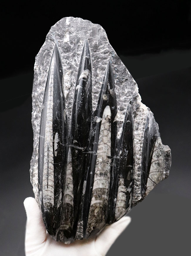 インテリアオブジェになるオルソセラスのマルチプレート化石（Orthoceras）（その1）