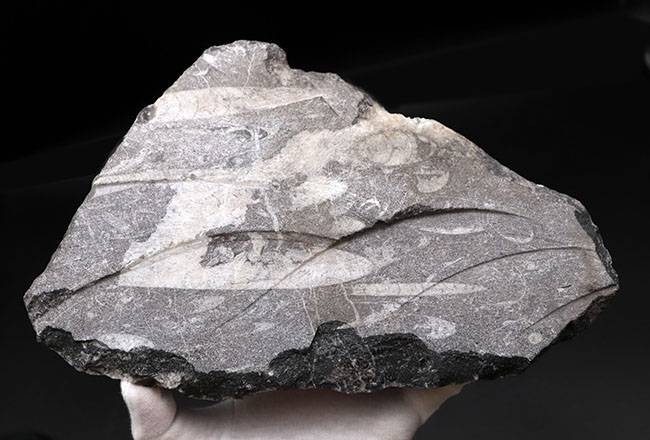 インテリアオブジェになるオルソセラスのマルチプレート化石（Orthoceras）（その10）