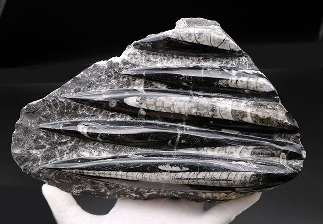 インテリアオブジェになるオルソセラスのマルチプレート化石（Orthoceras）（その2）