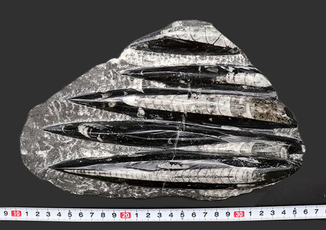インテリアオブジェになるオルソセラスのマルチプレート化石（Orthoceras）（その8）