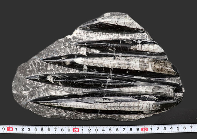 インテリアオブジェになるオルソセラスのマルチプレート化石(Orthoceras)(その8)