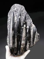 インテリアオブジェになるオルソセラスのマルチプレート化石（Orthoceras）