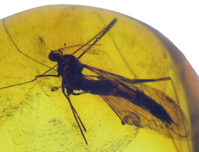 世界最古の宝石!大きな羽虫を内包したバルト海産琥珀(Amber)ペンダントトップ(シルバーチェーン、高級ジュエリーケース付き)(その2)
