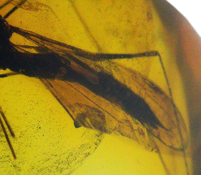 世界最古の宝石!大きな羽虫を内包したバルト海産琥珀(Amber)ペンダントトップ(シルバーチェーン、高級ジュエリーケース付き)(その6)