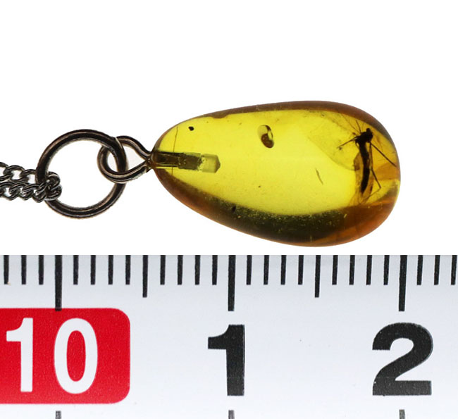 世界最古の宝石！大きな羽虫を内包したバルト海産琥珀（Amber）ペンダントトップ（シルバーチェーン、高級ジュエリーケース付き）（その7）