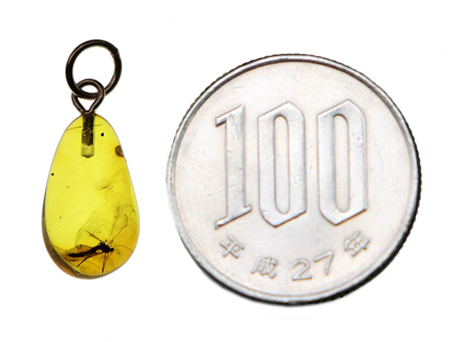 世界最古の宝石!大きな羽虫を内包したバルト海産琥珀(Amber)ペンダントトップ(シルバーチェーン、高級ジュエリーケース付き)(その8)