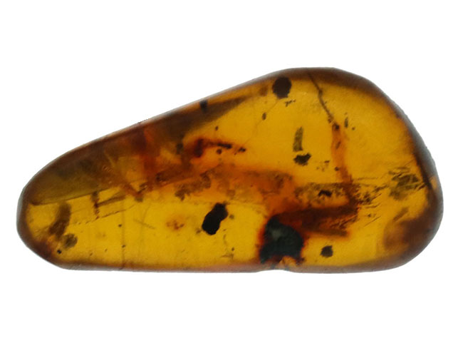 虫や植物片など多数のインクルージョンが内包されたドミニカ産の琥珀(Amber)(その2)