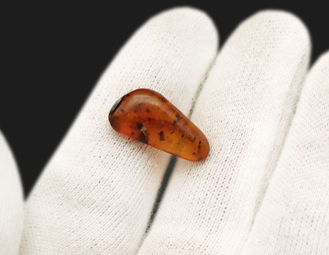 虫や植物片など多数のインクルージョンが内包されたドミニカ産の琥珀(Amber)(その3)