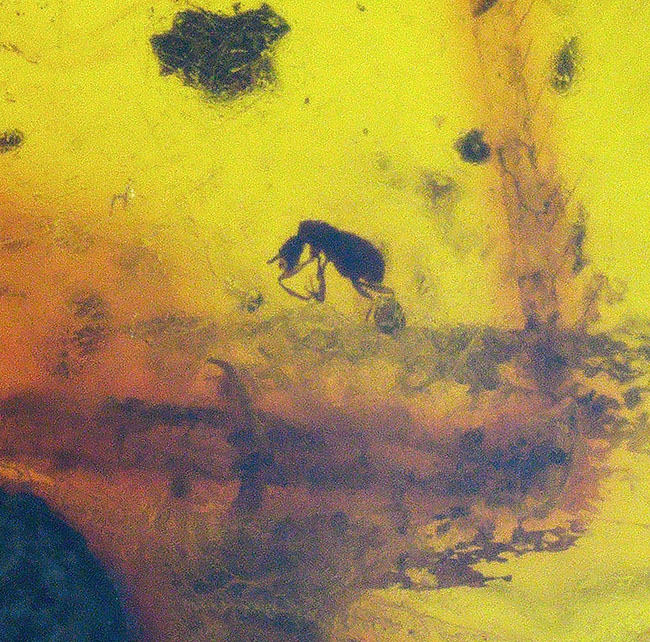 虫や植物片など多数のインクルージョンが内包されたドミニカ産の琥珀(Amber)(その4)