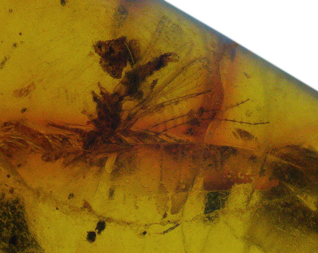 虫や植物片など多数のインクルージョンが内包されたドミニカ産の琥珀(Amber)(その5)