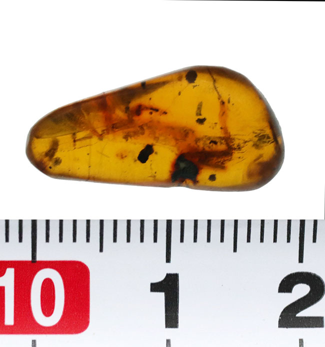 虫や植物片など多数のインクルージョンが内包されたドミニカ産の琥珀(Amber)(その6)