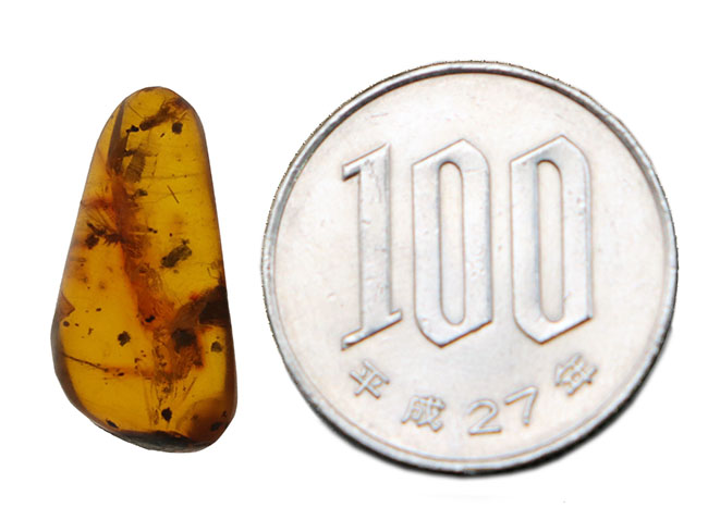 虫や植物片など多数のインクルージョンが内包されたドミニカ産の琥珀(Amber)(その7)