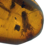 虫や植物片など多数のインクルージョンが内包されたドミニカ産の琥珀（Amber）
