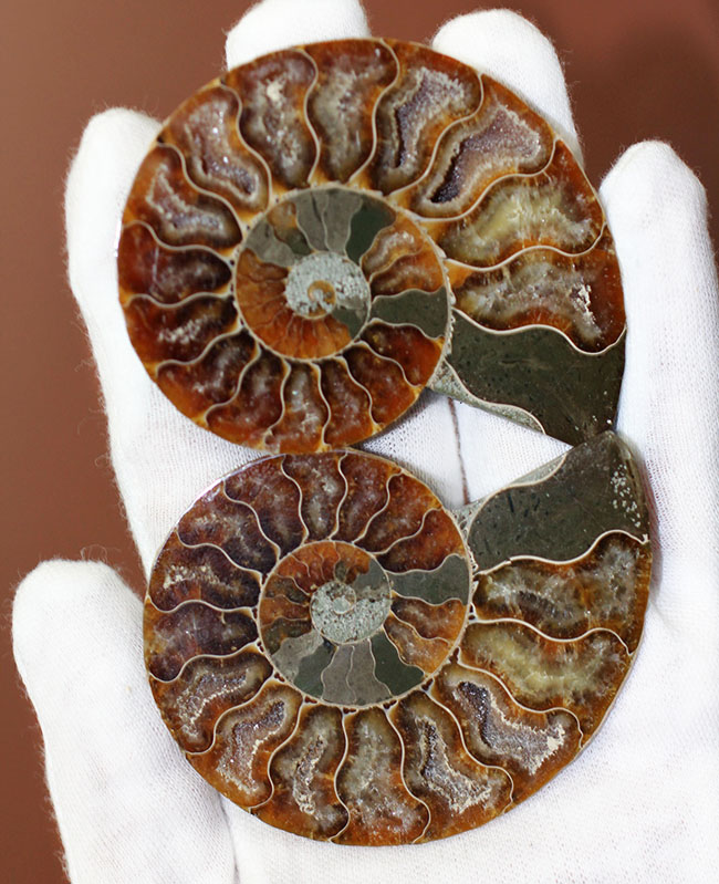 厳選品、濃いブラウンが印象的なマダガスカル産のアンモナイト、クレオニセラス（Cleoniceras sp.）のカット＆ポリッシュ標本（その1）
