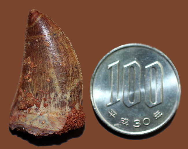 カルカロドントサウルス 歯化石 歯 化石 恐竜 化石標本 E24838】 カル