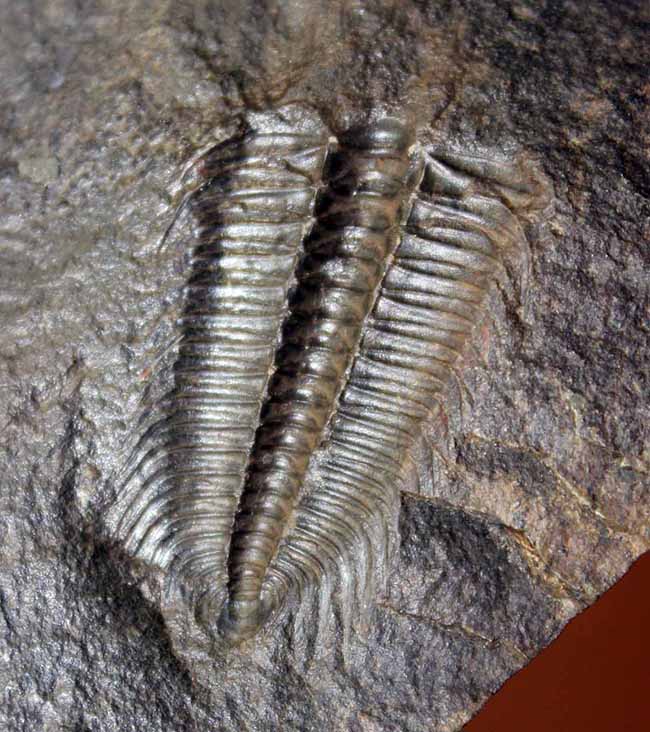 ザ・マニアック＆レア。最初期古生代カンブリア紀の三葉虫の一つ