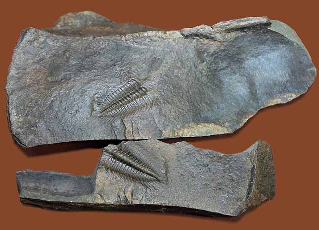 ザ・マニアック＆レア。最初期（古生代カンブリア紀）の三葉虫の一つ、ハイドロセファルス・マイナー（Hydrocephalus minor）のネガポジ標本。（その2）