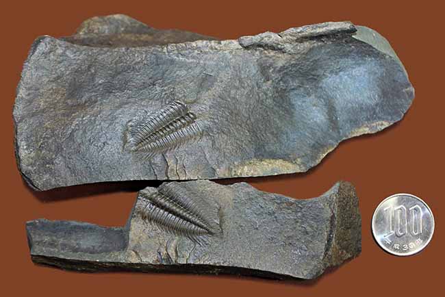 ザ・マニアック＆レア。最初期（古生代カンブリア紀）の三葉虫の一つ、ハイドロセファルス・マイナー（Hydrocephalus minor）のネガポジ標本。（その9）