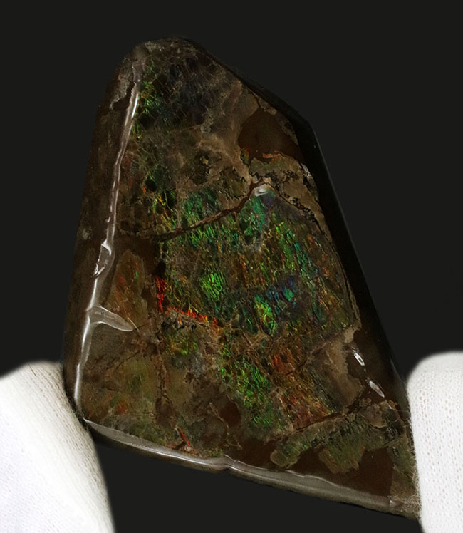 希少な寒色系!爽やかなグリーンと時折見られるブルーが魅力的なアンモライト(Ammolite)のピース(その2)