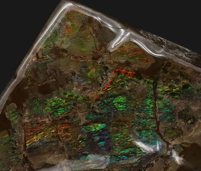 希少な寒色系!爽やかなグリーンと時折見られるブルーが魅力的なアンモライト(Ammolite)のピース(その3)