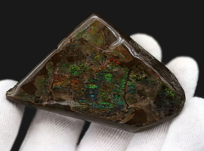 希少な寒色系!爽やかなグリーンと時折見られるブルーが魅力的なアンモライト(Ammolite)のピース(その4)
