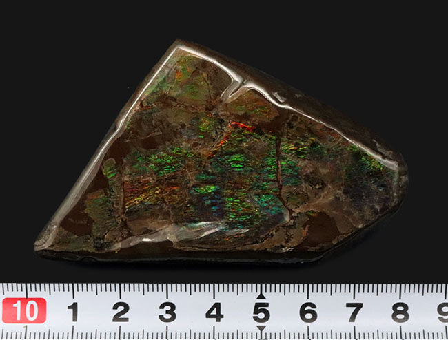 希少な寒色系!爽やかなグリーンと時折見られるブルーが魅力的なアンモライト(Ammolite)のピース(その7)