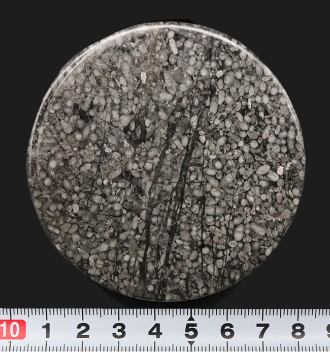 ペーパーウェイトに最適！国産化石マニアックシリーズ、岐阜県金生山産で採集されたフズリナのポリッシュ標本（その7）