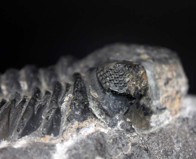 極めて巨大！背周り計測で１７センチに達する、デボン紀のファコプス三葉虫、ペディノパリオプス・ローレンシス（Pedinopariops lohrensis）の化石（その3）