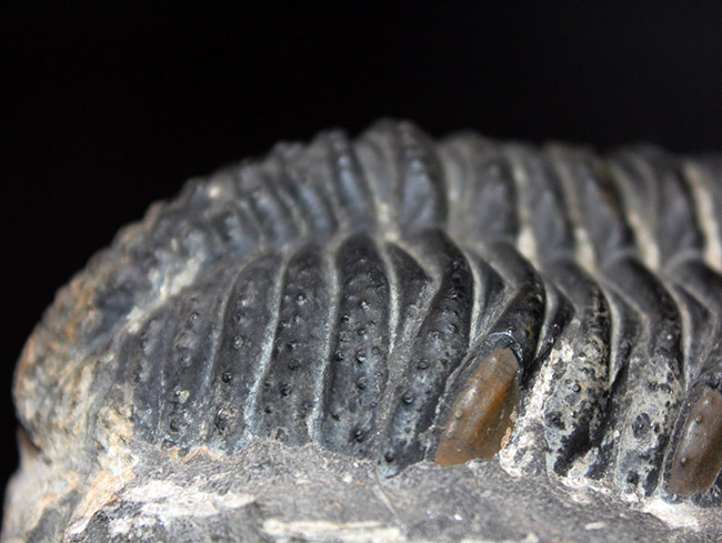 極めて巨大！背周り計測で１７センチに達する、デボン紀のファコプス三葉虫、ペディノパリオプス・ローレンシス（Pedinopariops lohrensis）の化石（その5）