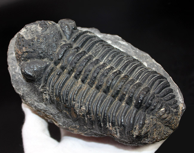 化石 骨格 標本 三葉虫 ファコプス USA産-