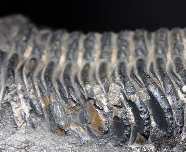 極めて巨大！背周り計測で１７センチに達する、デボン紀のファコプス三葉虫、ペディノパリオプス・ローレンシス（Pedinopariops lohrensis）の化石（その8）