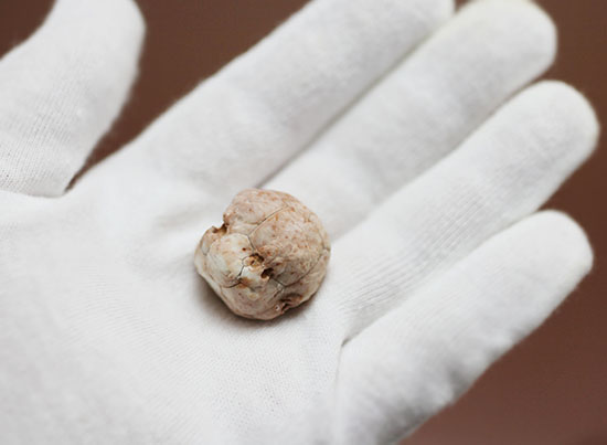 レア!ペルム紀のインドネシア産絶滅ウミユリ(Neoplatycrinus transitorius)の化石(その2)