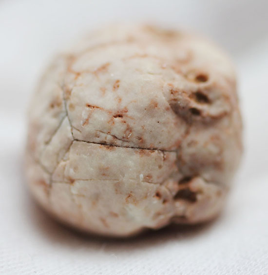 レア!ペルム紀のインドネシア産絶滅ウミユリ(Neoplatycrinus transitorius)の化石(その3)