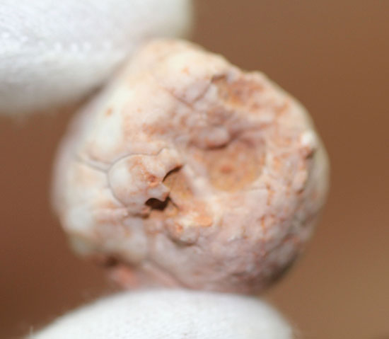 レア!ペルム紀のインドネシア産絶滅ウミユリ(Neoplatycrinus transitorius)の化石(その5)