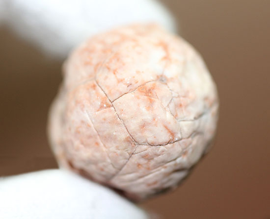 レア!ペルム紀のインドネシア産絶滅ウミユリ(Neoplatycrinus transitorius)の化石(その6)