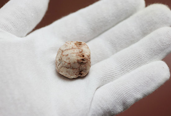 レア!ペルム紀のインドネシア産絶滅ウミユリ(Neoplatycrinus transitorius)の化石(その8)