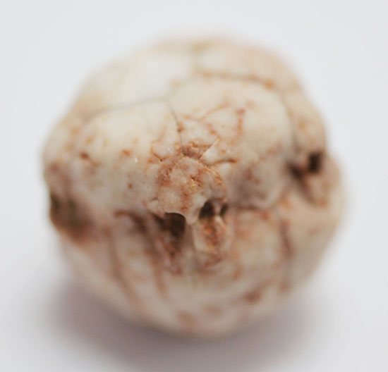 レア!ペルム紀のインドネシア産絶滅ウミユリ(Neoplatycrinus transitorius)の化石(その9)